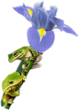 LIBBE Colon Hydrotherapy